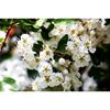 white hawthorn flower