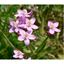 Centaury 