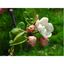 Crab Apple