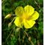 Rock Rose
