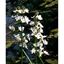 Water Violet 