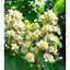 White Chestnut 