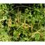 Wild Oat 