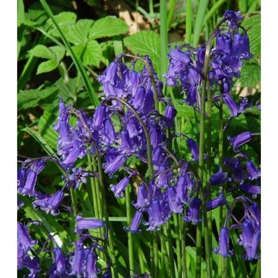 Bluebell – Yorkshire Flower Essences