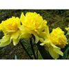 Double Daffodil 