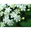 Elderflower 