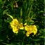 Evening Primrose 