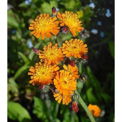 Orange Hawkweed