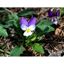 Pansy 