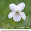 White Violet