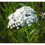White Yarrow