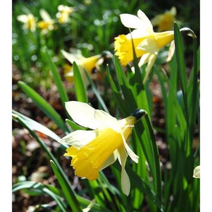 Wild Daffodil 