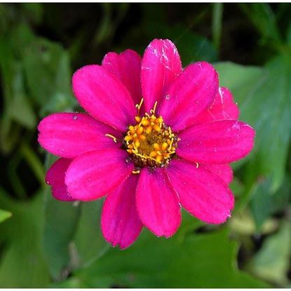 Zinnia 