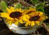 Sunflowers in the bowl
