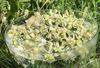 Picture of Clematis