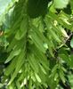 Picture of Hornbeam
